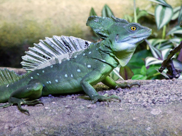 istock The plumed basilisk (Basiliscus plumifrons), the green basilisk, double crested basilisk, the Jesus Christ lizard or Der Stirnlappenbasilisk, Abenteurland Walter Zoo 1142144000