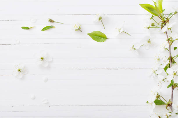 istock spring flowers on white wooden background 1142144109