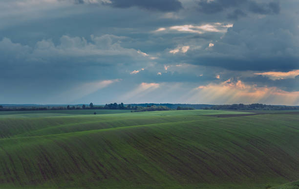 istock Fields landscape in summer sunset and sunrise 1142144275