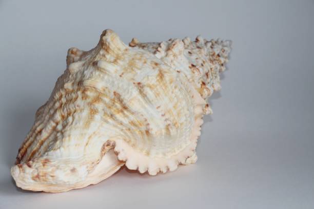 istock Seashell of Tutufa bubo 1142144384