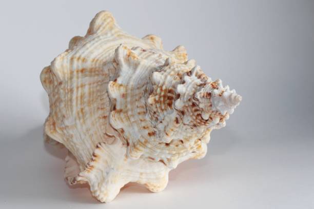 istock Seashell of Tutufa bubo 1142144461