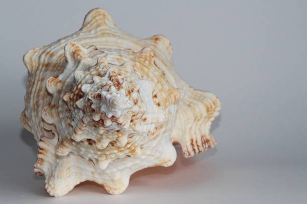 istock Seashell of Tutufa bubo 1142144518