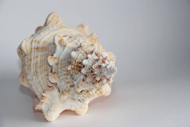 istock Seashell of Tutufa bubo 1142144529