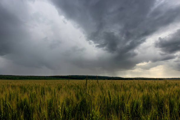 istock Lumen in the clouds over the rye field. 1142144667