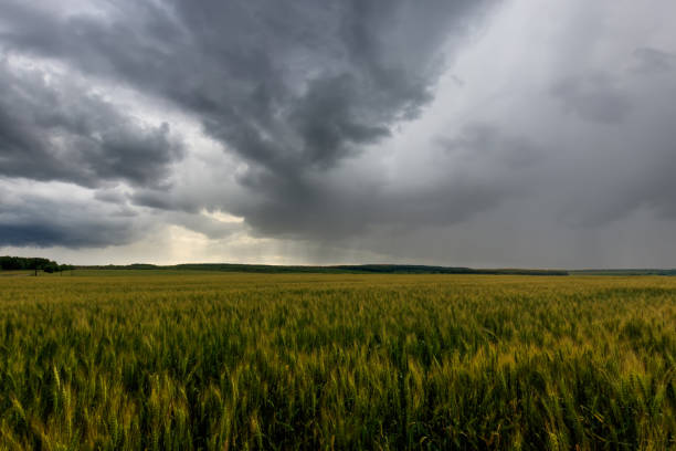 istock Lumen in the clouds over the rye field. 1142144669