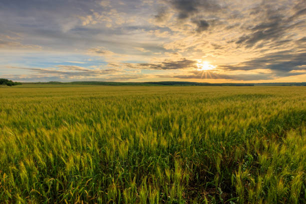 istock Lumen in the clouds over the rye field. 1142144672