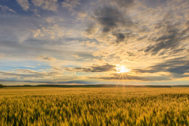 istock Sunset on the field with young rye. 1142144676