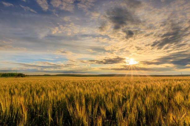 istock Sunset on the field with young rye. 1142144678