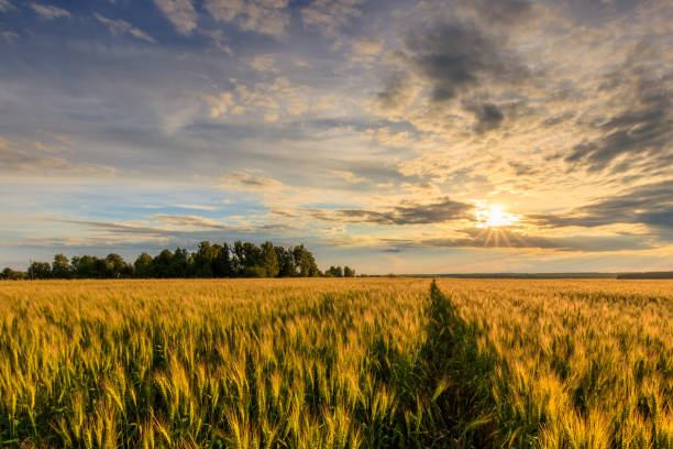 istock Sunset on the field with young rye. 1142144680
