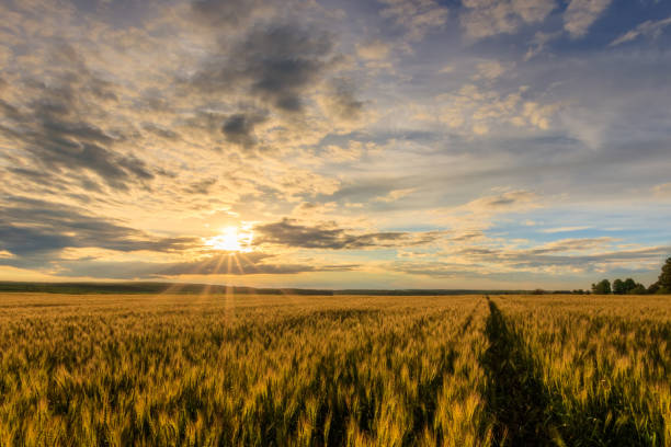 istock Sunset on the field with young rye. 1142144682