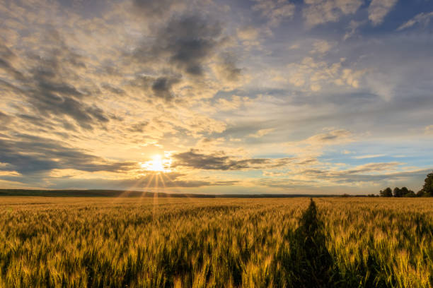 istock Sunset on the field with young rye. 1142144692