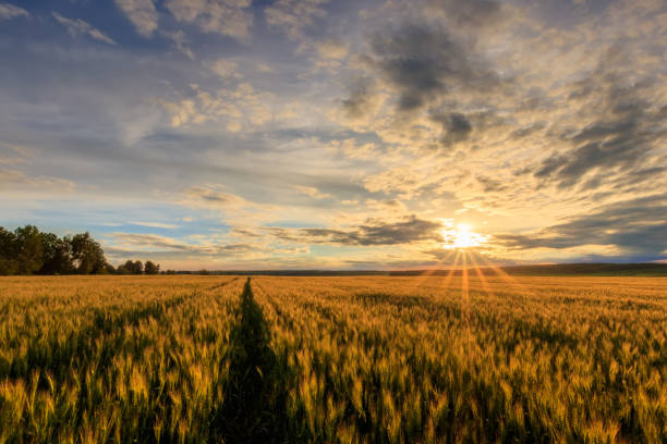 istock Sunset on the field with young rye. 1142144695
