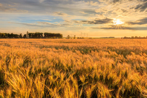 istock Sunset on the field with young rye. 1142144706