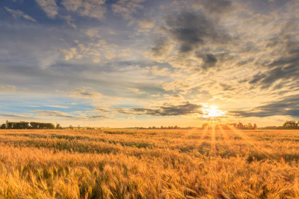 istock Sunset on the field with young rye. 1142144707