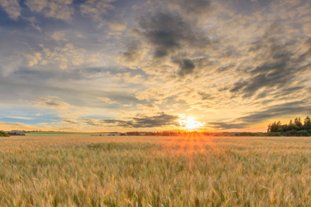 istock Sunset on the field with young rye. 1142145084