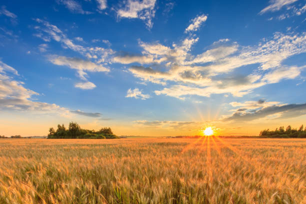 istock Sunset on the field with young rye. 1142145212