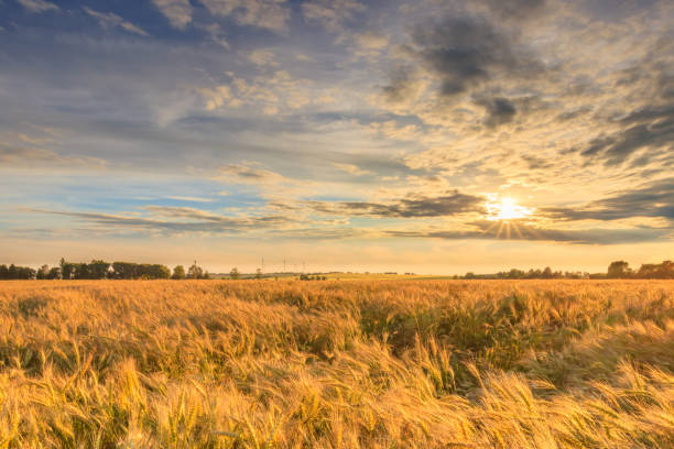 istock Sunset on the field with young rye. 1142145213