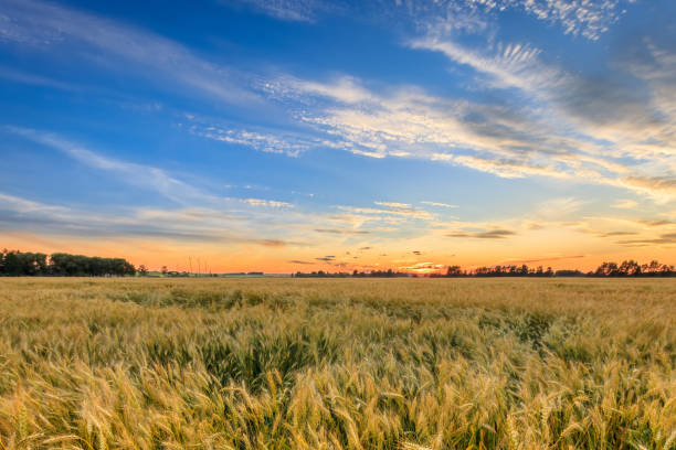 istock Twilight on the field with rye. 1142145216