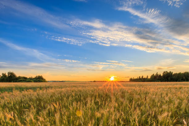 istock Sunset on the field with young rye. 1142145218