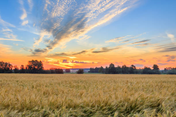 istock Twilight on the field with rye. 1142145223