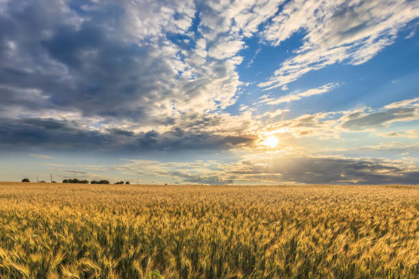 istock Sunset on the field with young rye. 1142145228