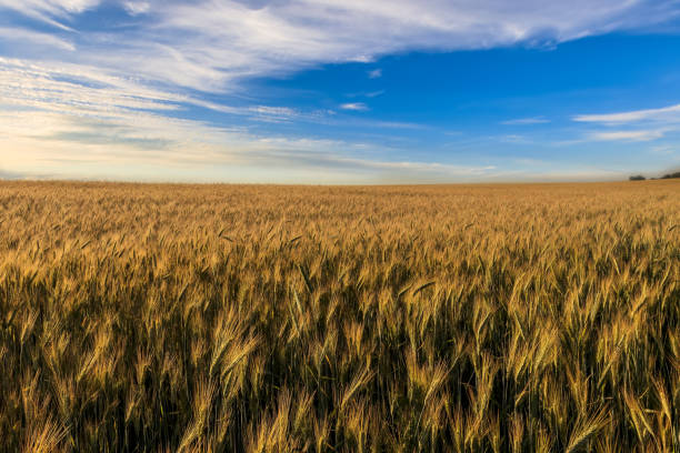 istock Sunset on the field with young rye. 1142145231