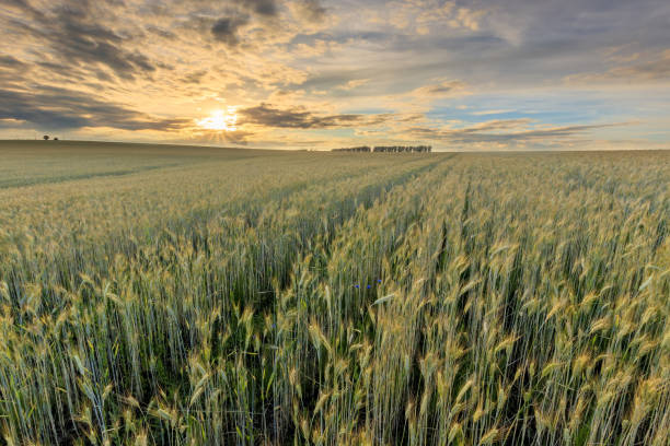 istock Sunset on the field with young rye. 1142145232