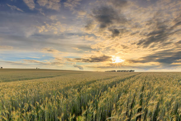 istock Sunset on the field with young rye. 1142145234
