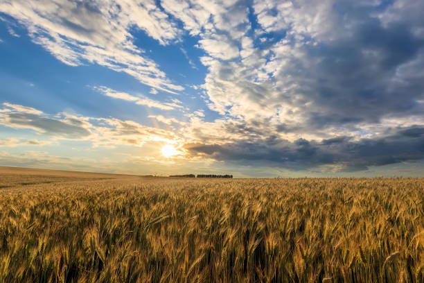istock Sunset on the field with young rye. 1142145239