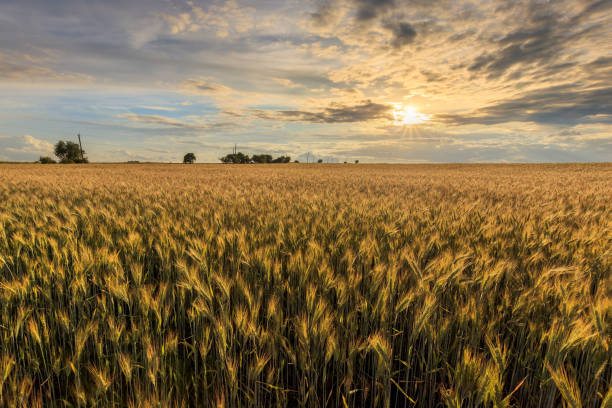 istock Sunset on the field with young rye. 1142145242