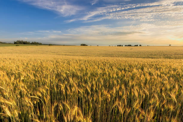 istock Sunset on the field with young rye. 1142145244