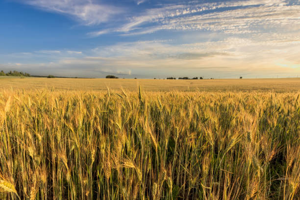 istock Sunset on the field with young rye. 1142145246