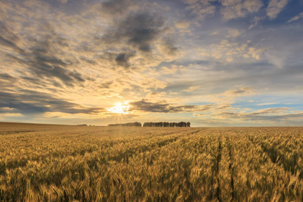 istock Sunset on the field with young rye. 1142145248