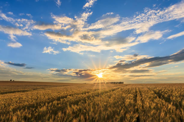 istock Sunset on the field with young rye. 1142145253