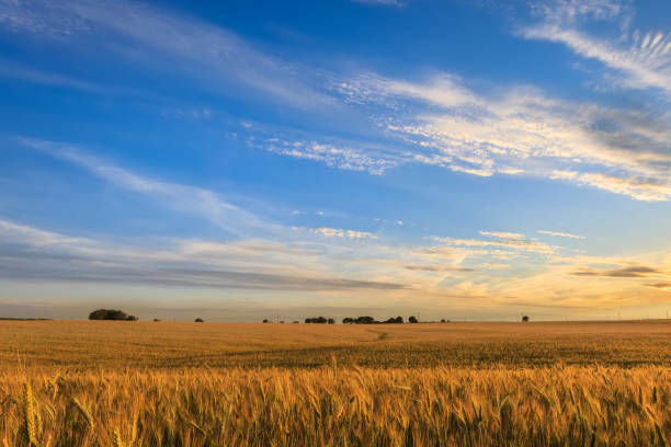 istock Sunset on the field with young rye. 1142145258