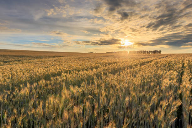 istock Sunset on the field with young rye. 1142145263