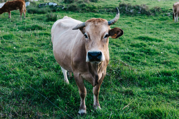 istock Cow in a pasture in Asturias 1142145788