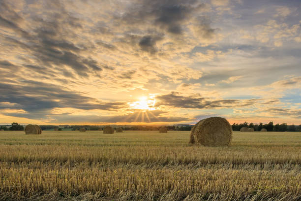 istock Haystacks on the field in Autumn season. 1142145876