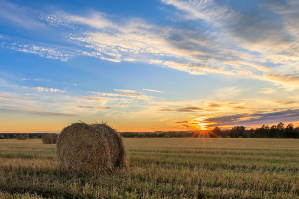 istock Haystacks on the field in Autumn season. 1142145887