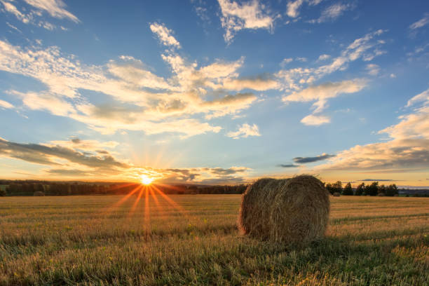 istock Haystacks on the field in Autumn season. 1142145902