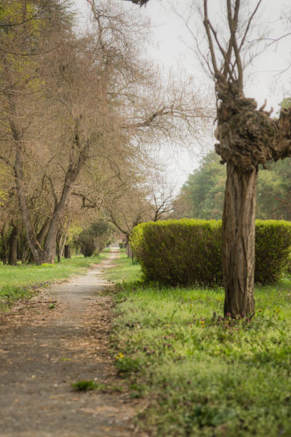 istock Nature picture of trees with interesting background 1142146010