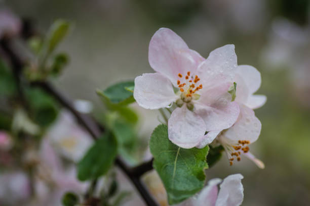 istock Branch spring blossom flowers, macro, closeup picture 1142146179