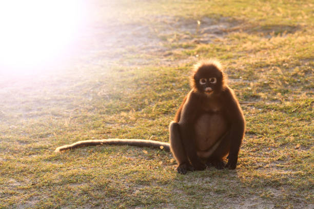 Monkey sitting on the beach with the sunlight reflection in the morning