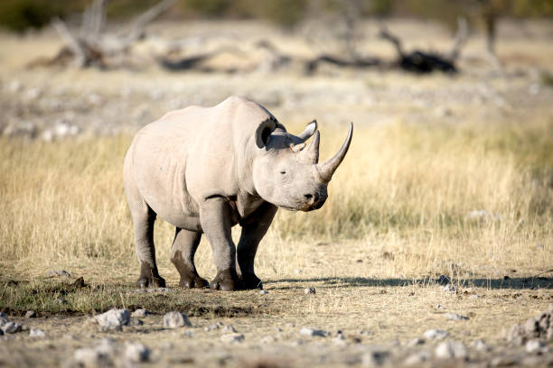 istock A rhino with a sharp horn in open veld. 1142146333