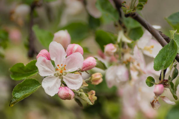 istock Branch spring blossom flowers, macro, closeup picture 1142146384