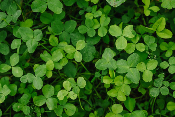 istock Leaf clover green floral background 1142146410