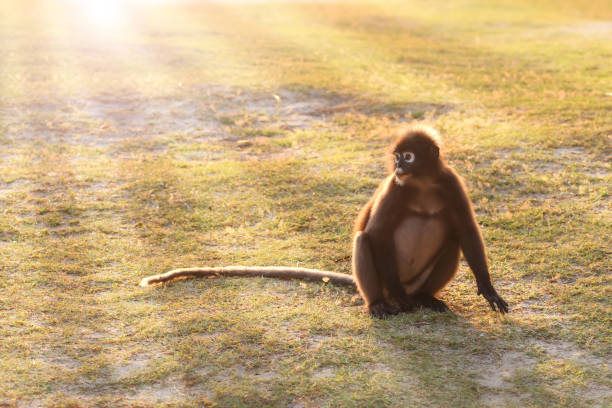 Monkey sitting on the beach with the sunlight reflection in the morning,