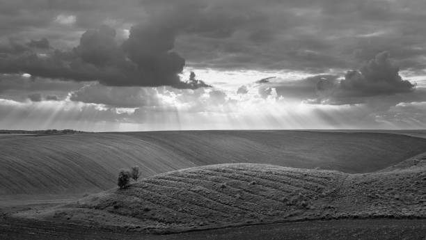 istock Fields landscape in summer sunset and sunrise 1142148771