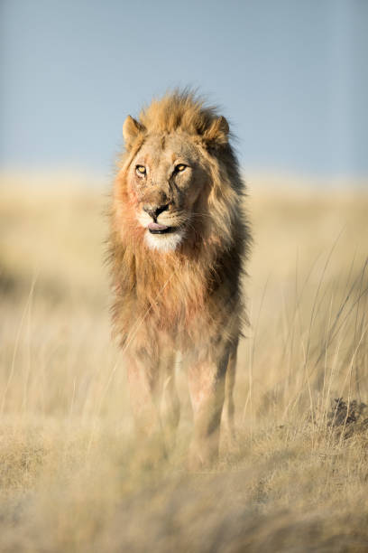 istock A male lion in Etosha National Park, Namibia. 1142149207