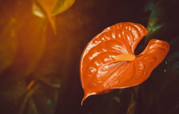 fiore di fenicottero rosso che fiorisce all'alba - spadice foto e immagini stock